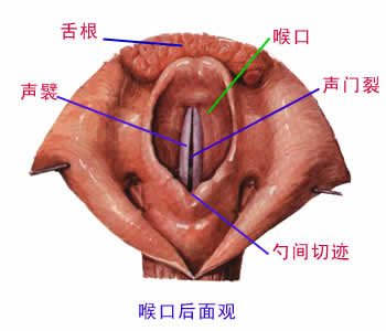 呼吸系统图解