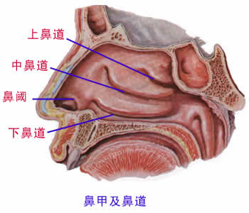 呼吸系统图解