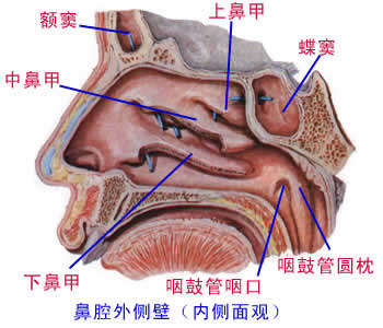 呼吸系统图解