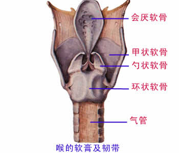 呼吸系统图解